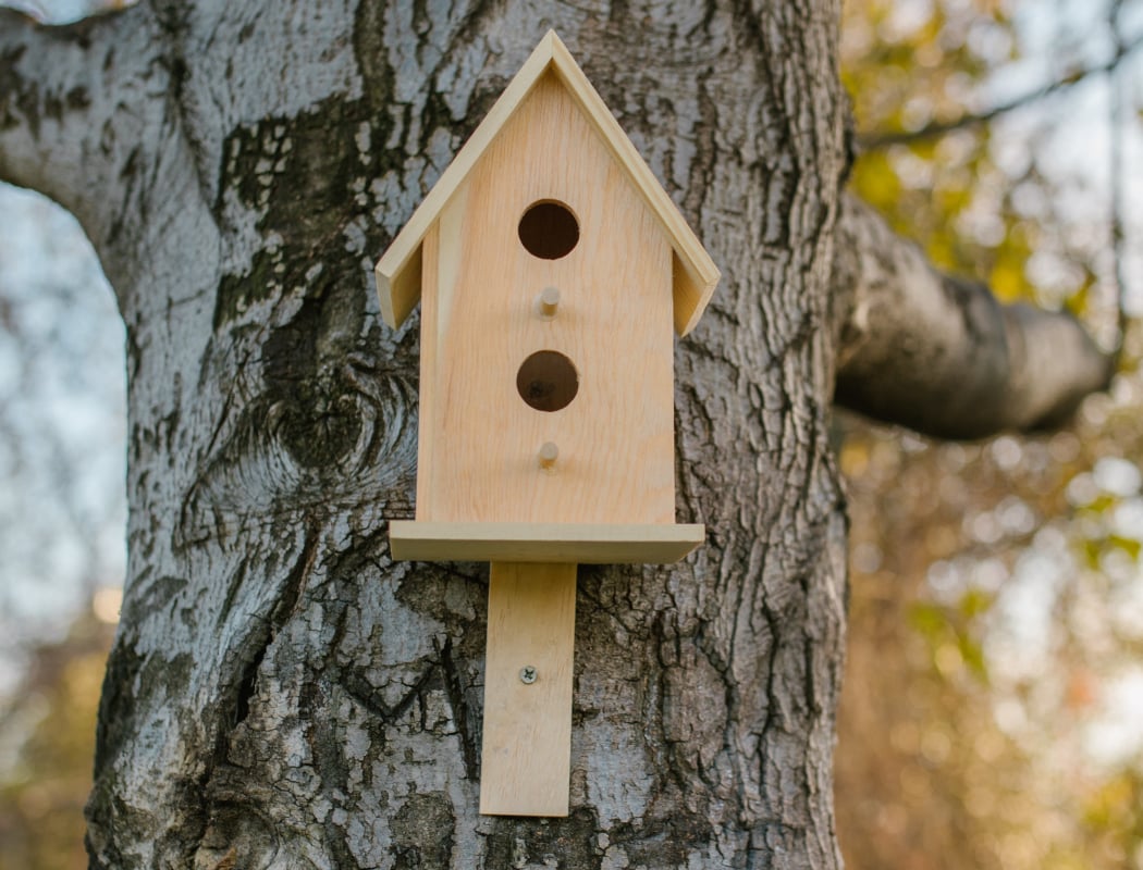Fall Birding 2