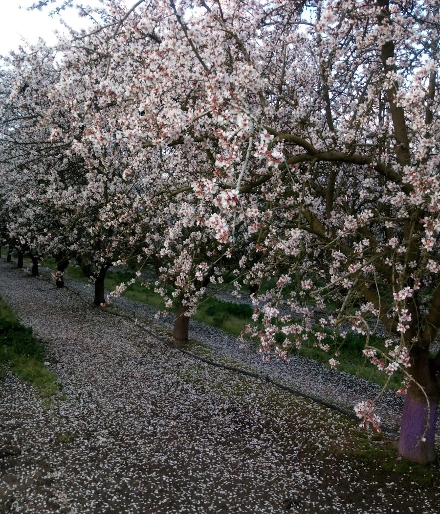 San Joaquin Valley 3