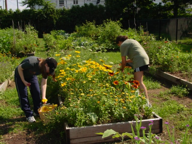 Gardenworks Volunteer Program 1