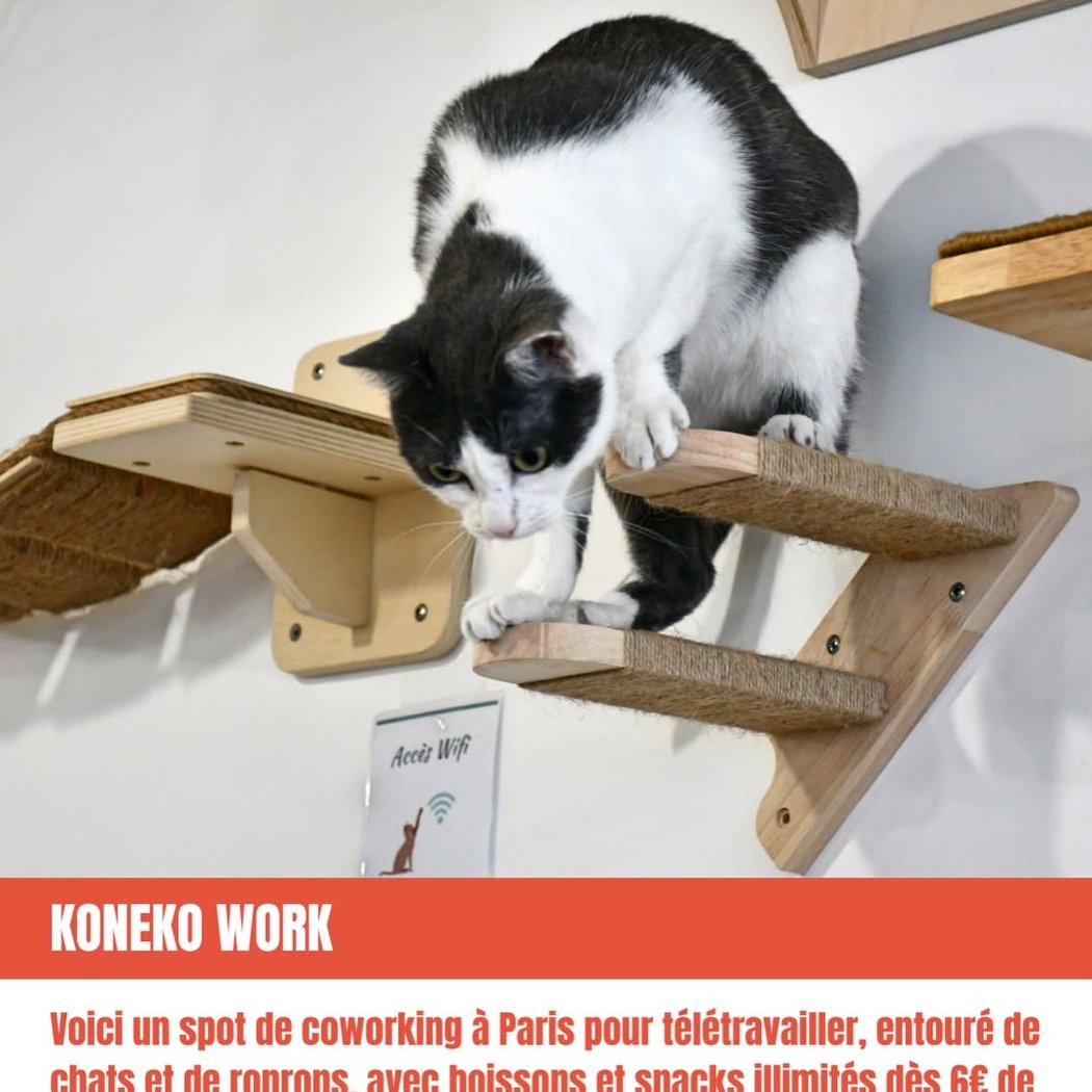 Koneko Work | Paris 12 | Espace de Coworking avec chats à l'adoption 1