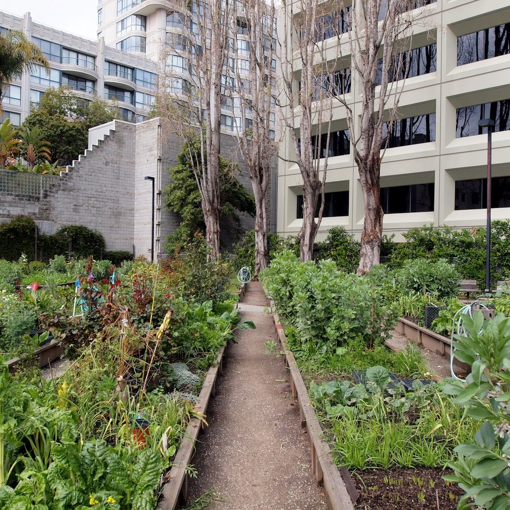Alice Street Community Gardens 1