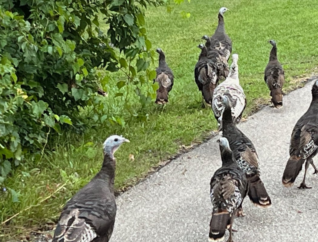 Holiday Stress Reducer Turkey Walk 2