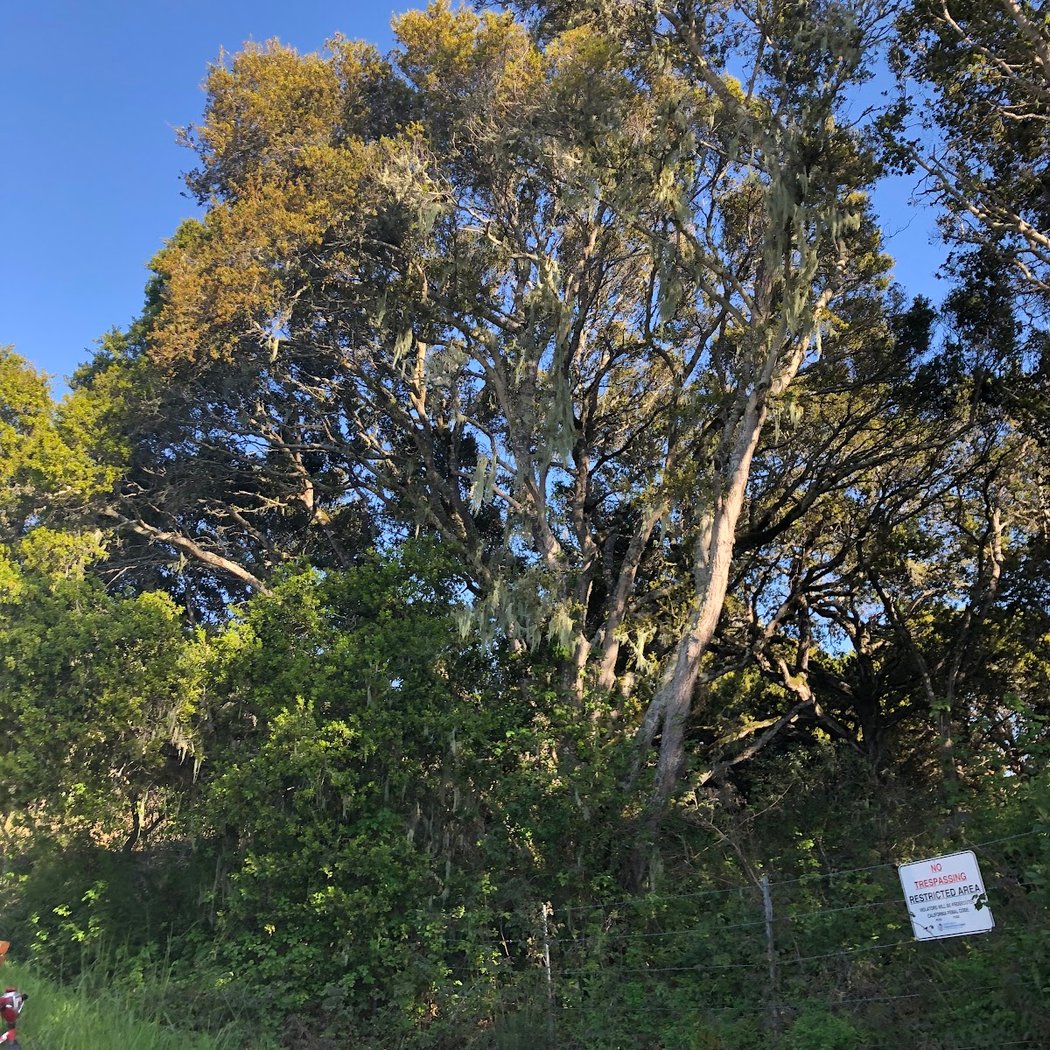 Crystal Springs Regional Trail (South of Dam Segment) 2