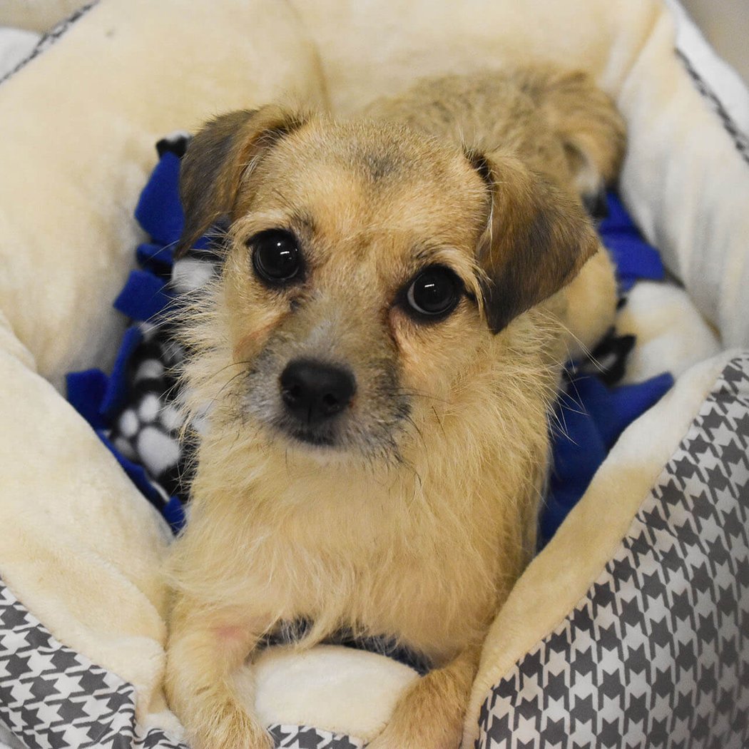 Scottsdale PetSmart Adoption Event 2