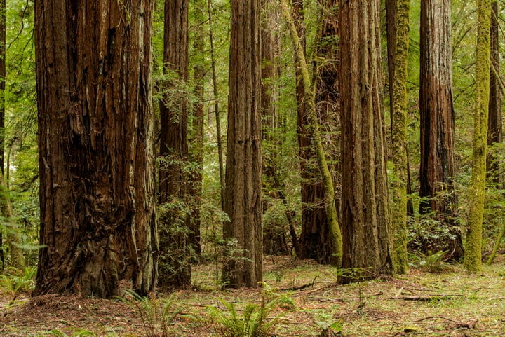 Armstrong Redwoods State Natural Reserve 3