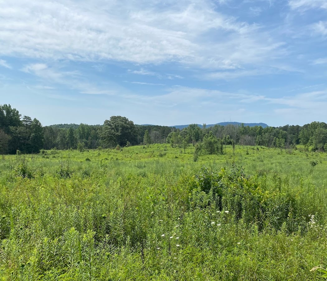Bunched Arrowhead Heritage Preserve 1