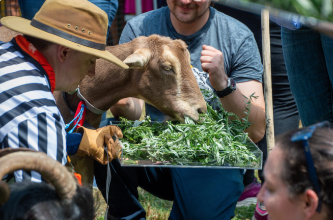 The Great Goat Graze-Off 2