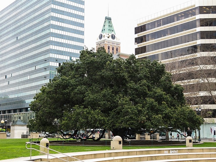 The Jack London Oak 1