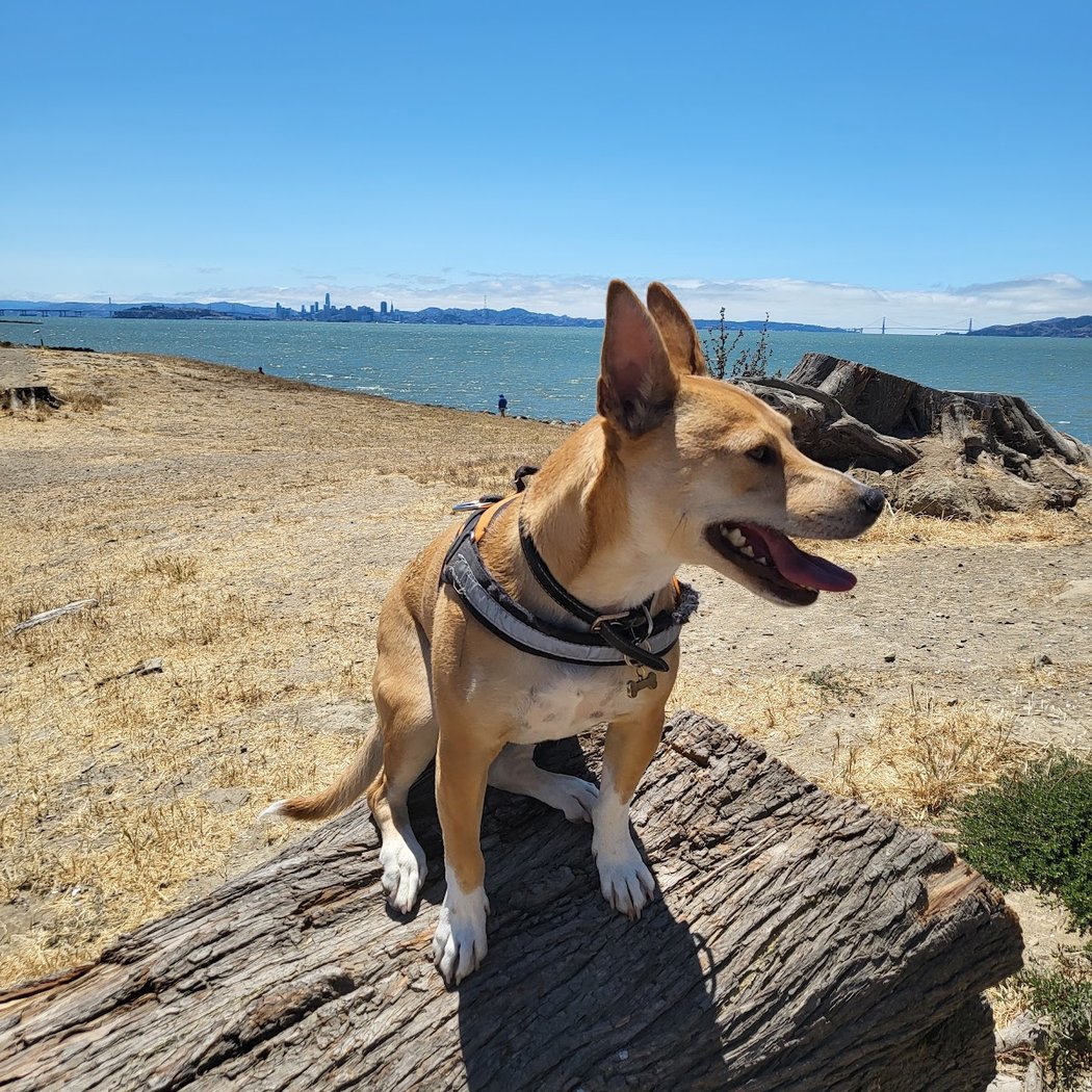 Point Isabel Dog Park 1