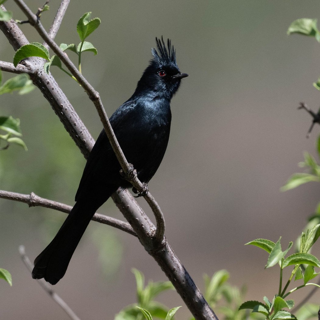 June Beginner Bird Walk 3