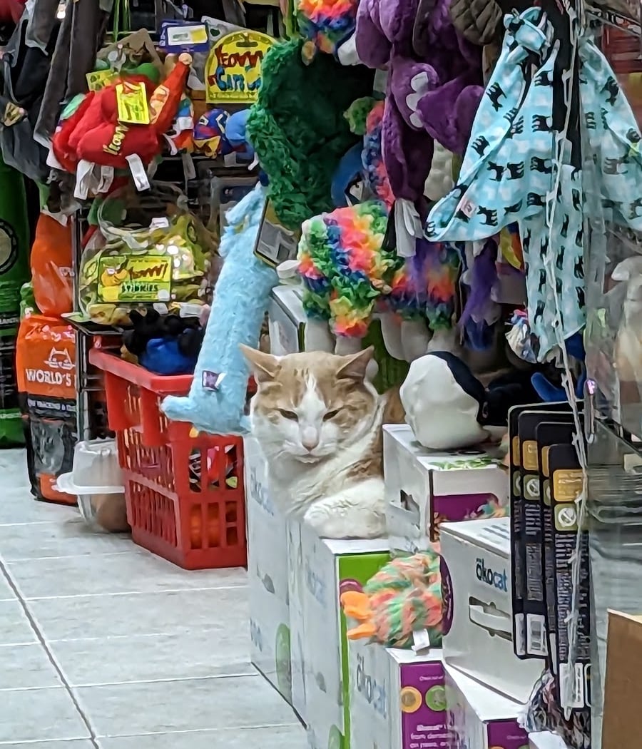 The Pet Market 1
