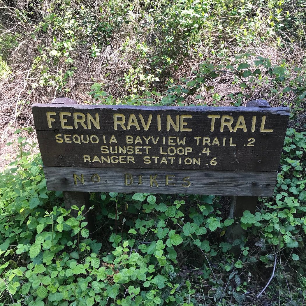 Fern Ravine 3