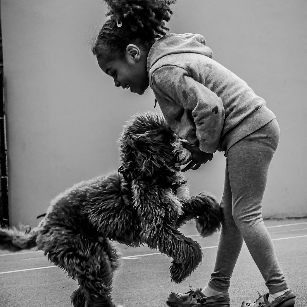 Chelsea Park Dog Run 3