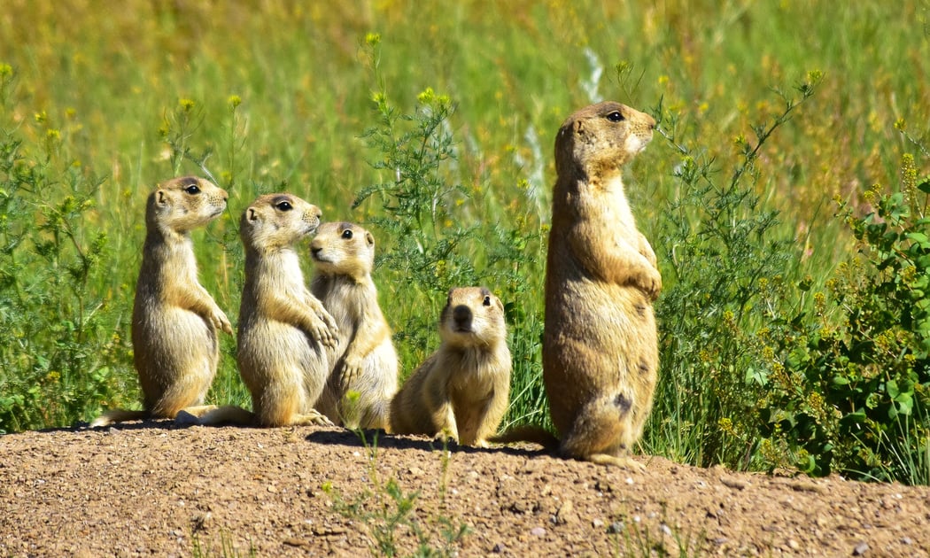 Mammals of the Prairie 1