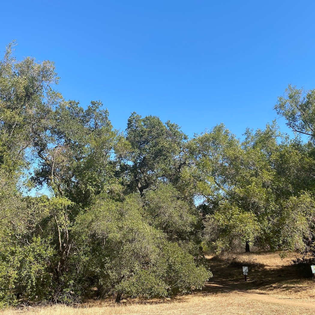 Mockingbird Hill Picnic Area 2