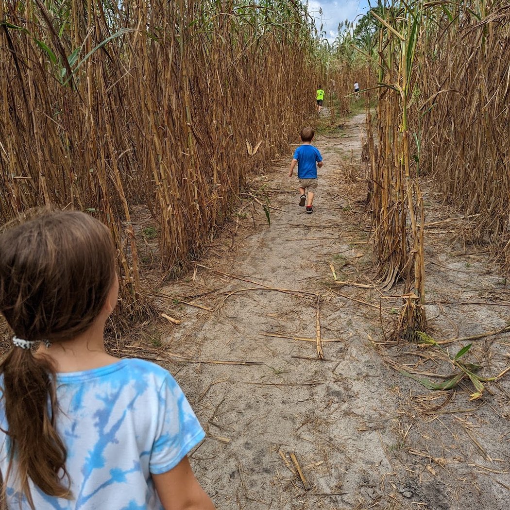 Harvest Holler Corn Maze & Pumpkin Patch 2