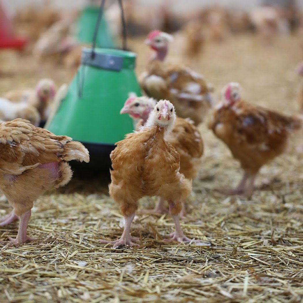 Ferme de la Couture 2