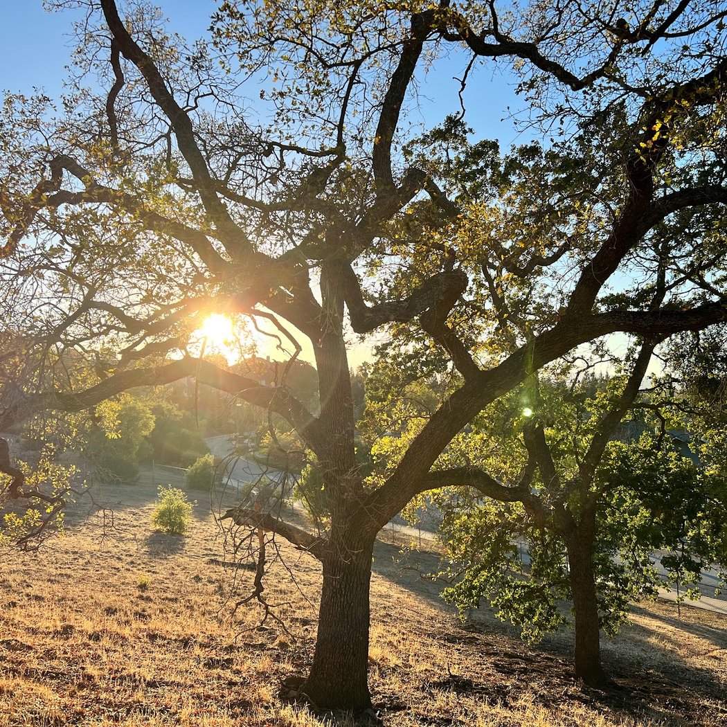 Guadalupe Oak Grove Park 1