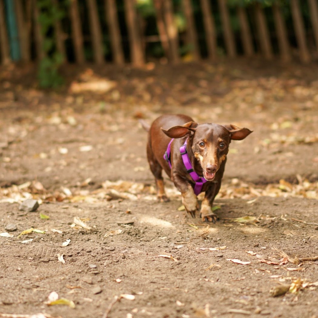 Herbert Von King Park Dog Run 1