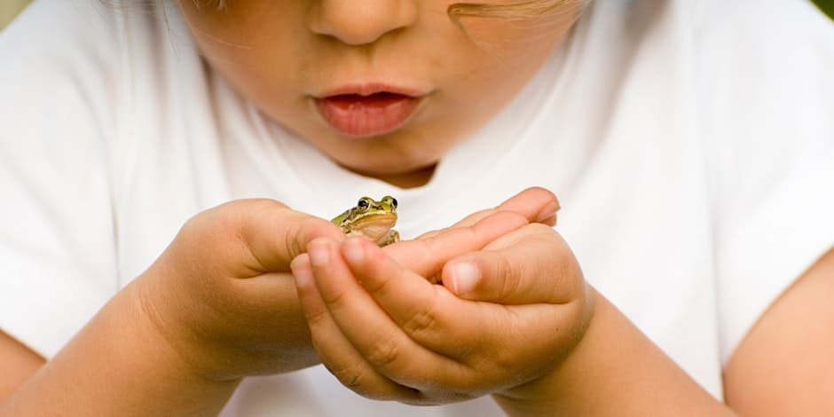 Frogs and Friends 1