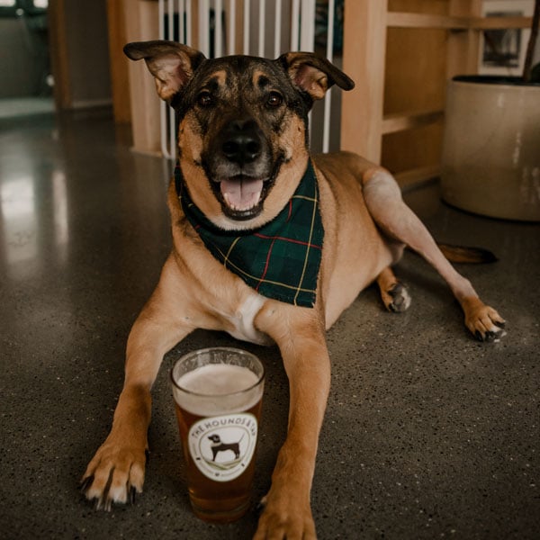The Hounds & Tap 1