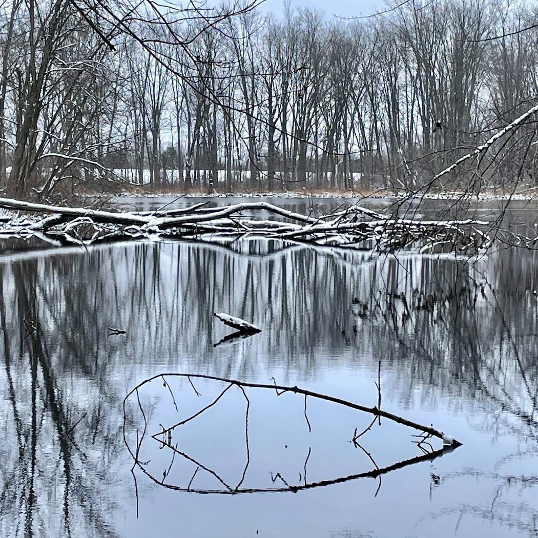 Brauer Preserve 1
