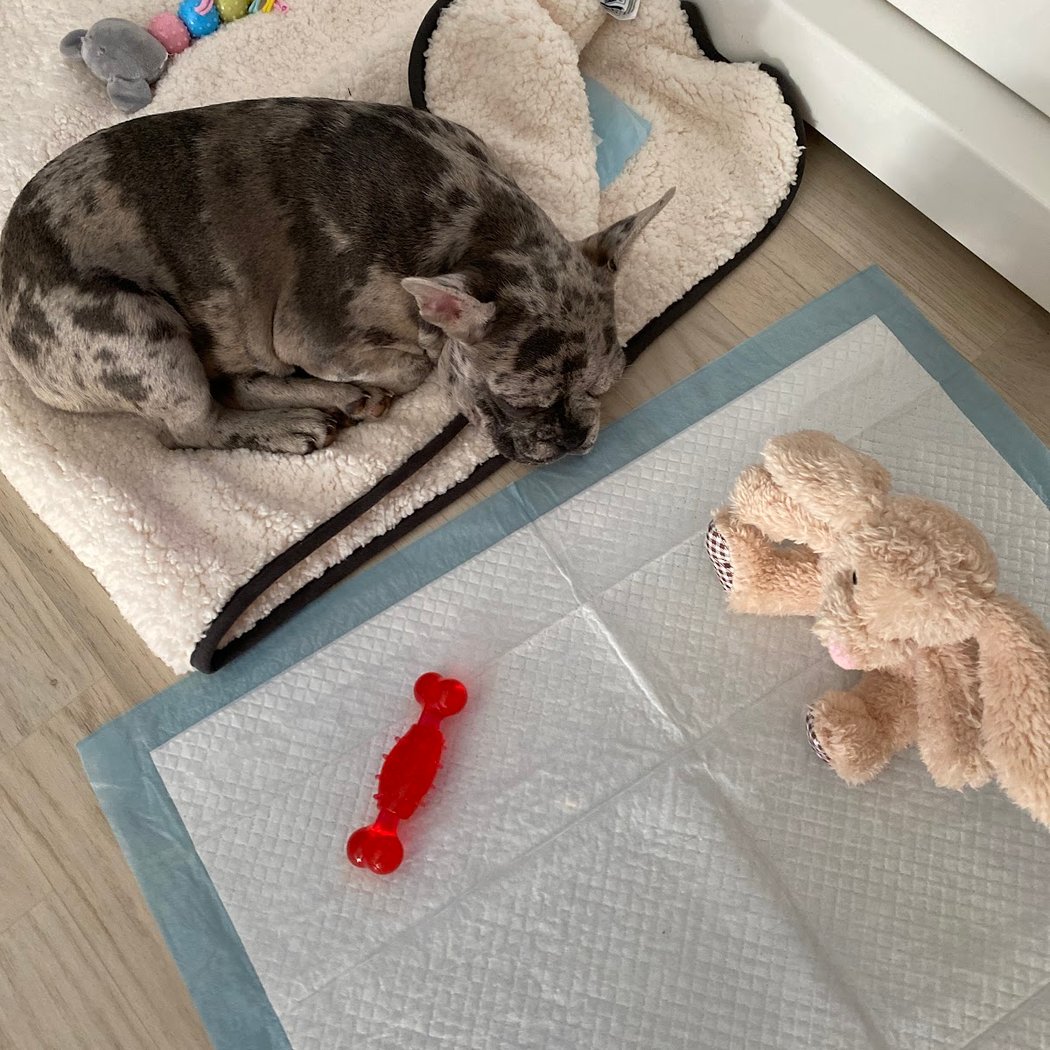 Maxi Zoo Anglet 3