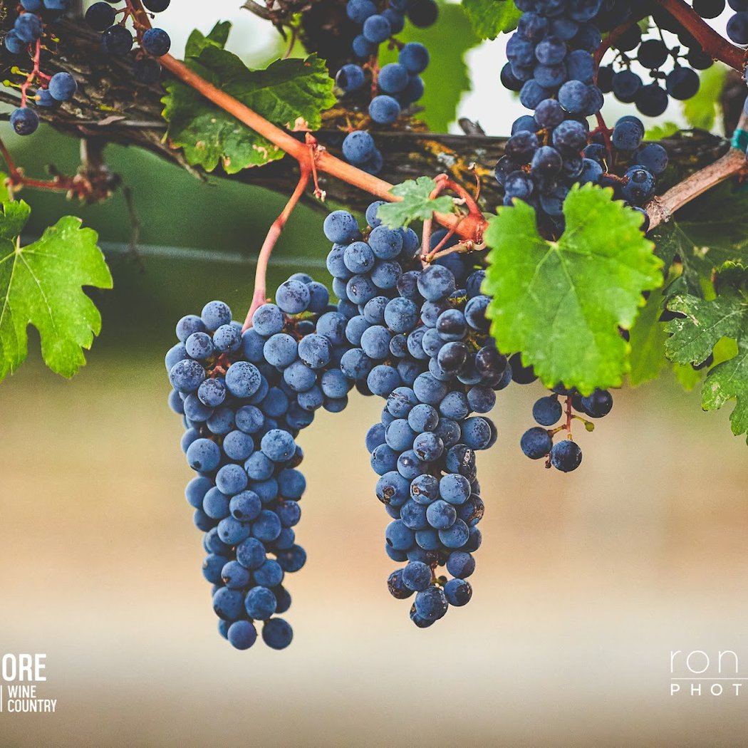 Open Friday for Wine Tastings and Picnics 4