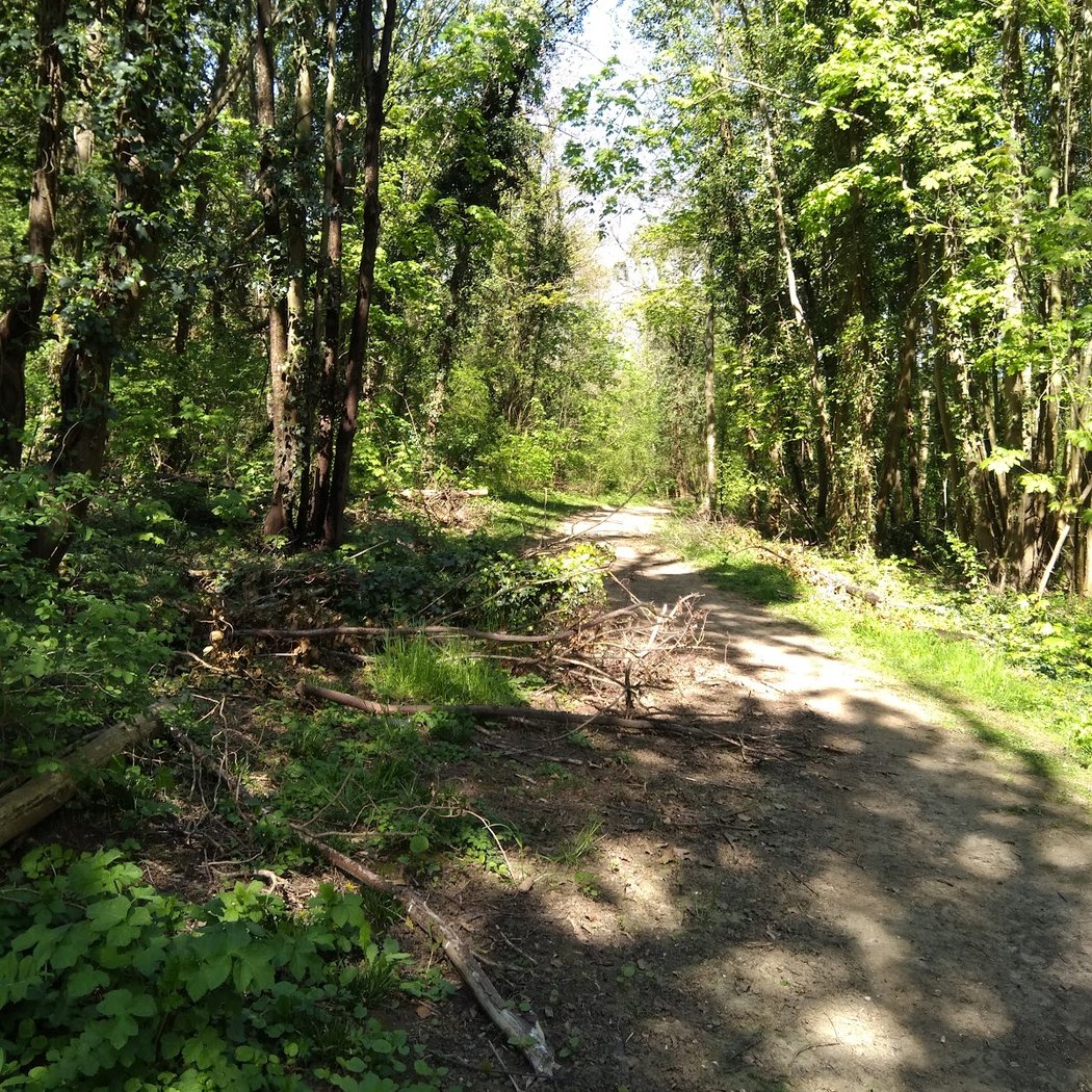 Forêt Régionale des Buttes du Parisis 2