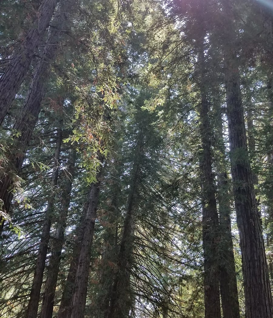 Redwood Grove 1