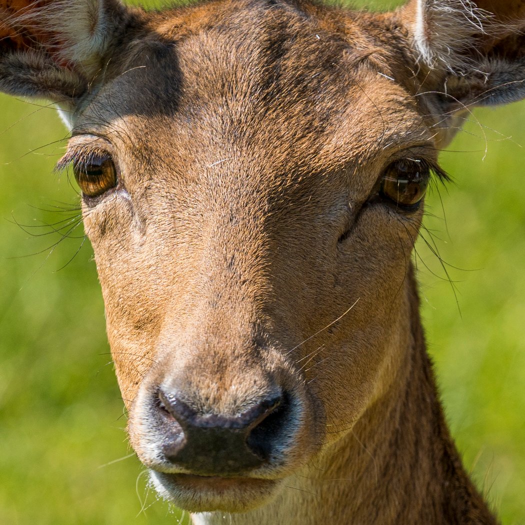 Natural'Parc Zoo-Attractions 3