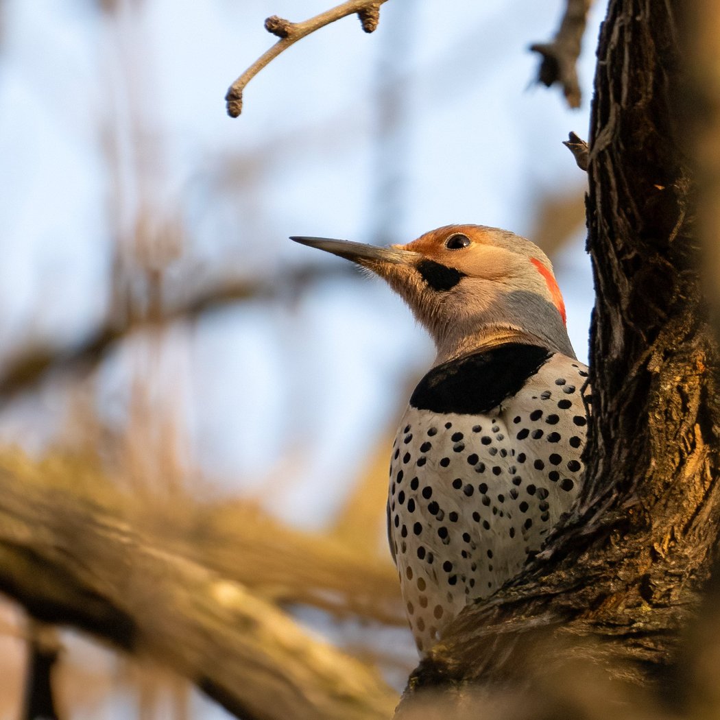 Humboldt Park Bird and Stewardship Day 4