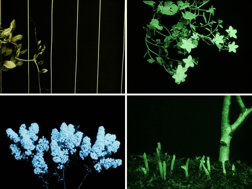 Filmforum 50, Program 17: Floribunda 3