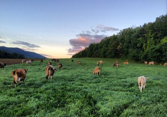 Cricket Creek Farm 2