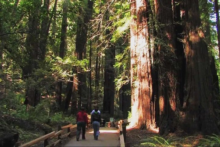 Muir Woods and Sausalito Morning Tour Small-Group Half Day 2