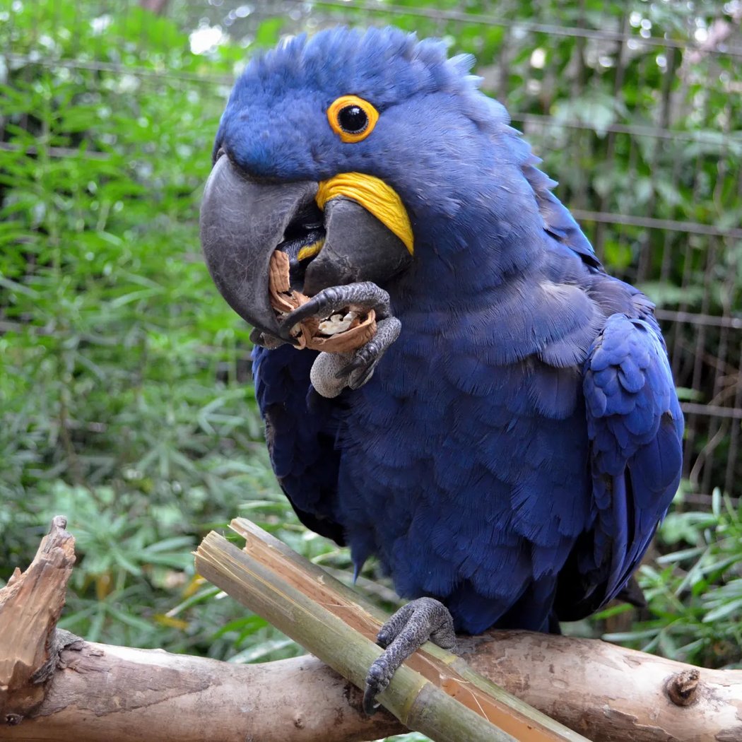 Apprenti soigneur : oiseaux 1