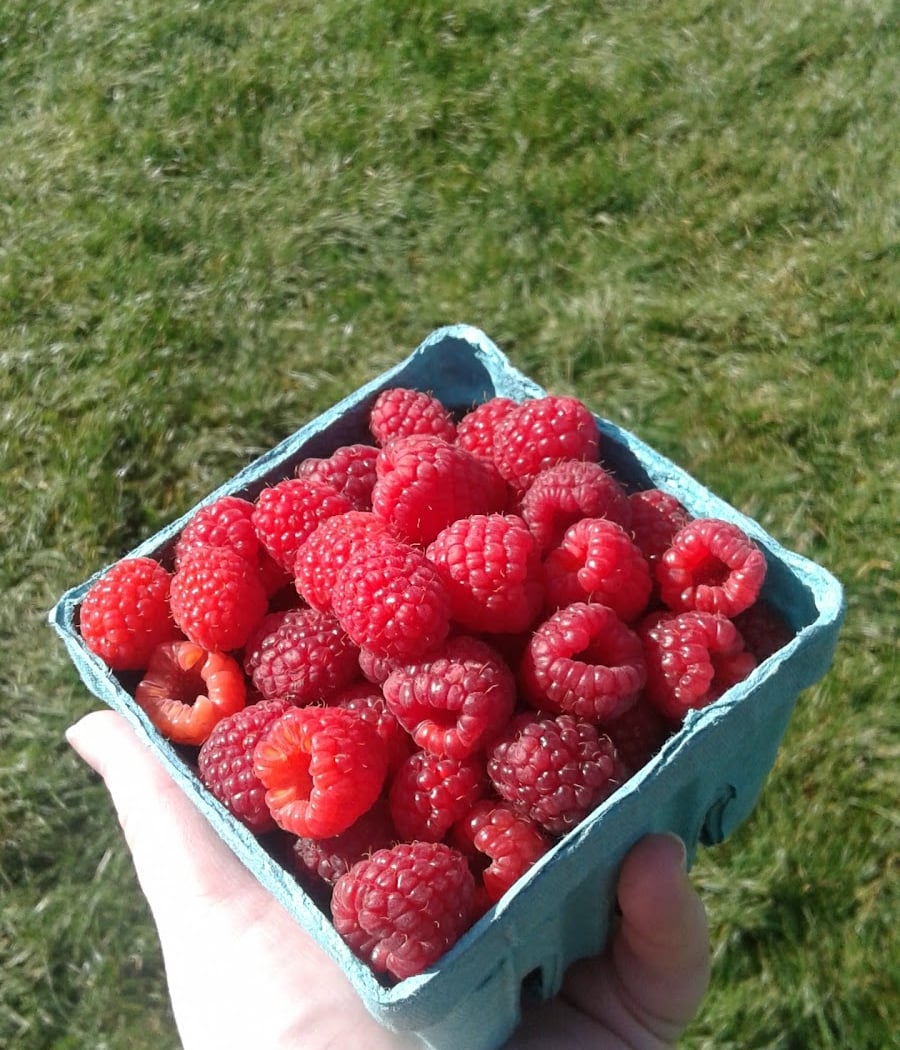 Easy Pickin's Orchard 3