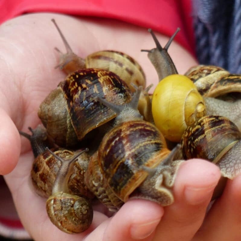 ESCARGOTS À GOGO