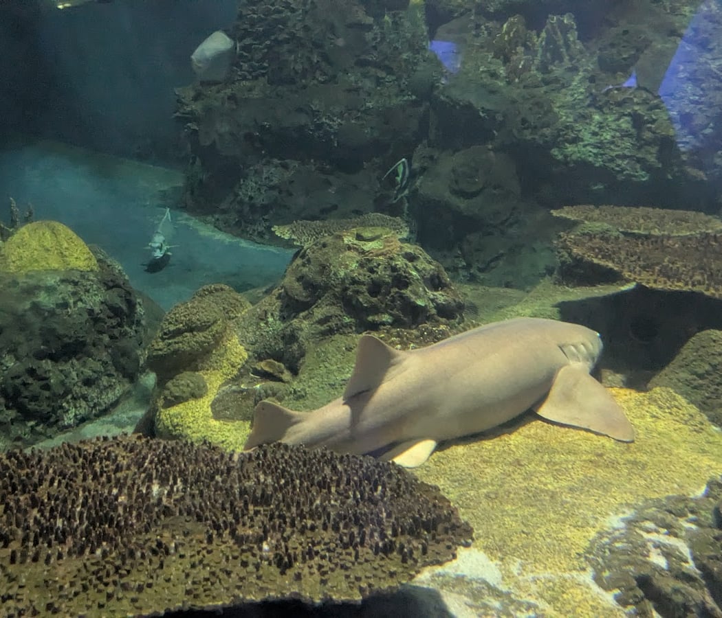Shark Experience 2