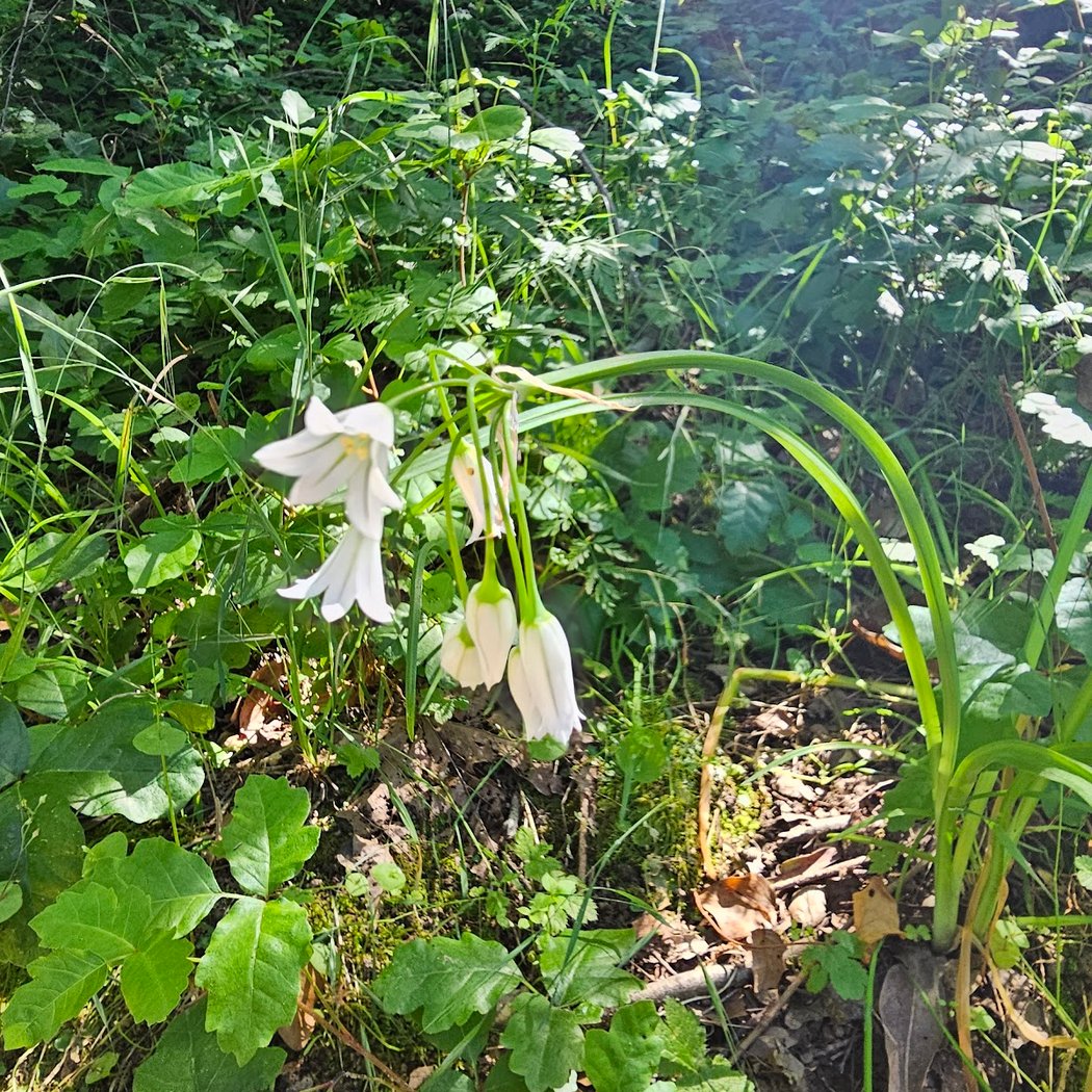 Proctor Trail 3