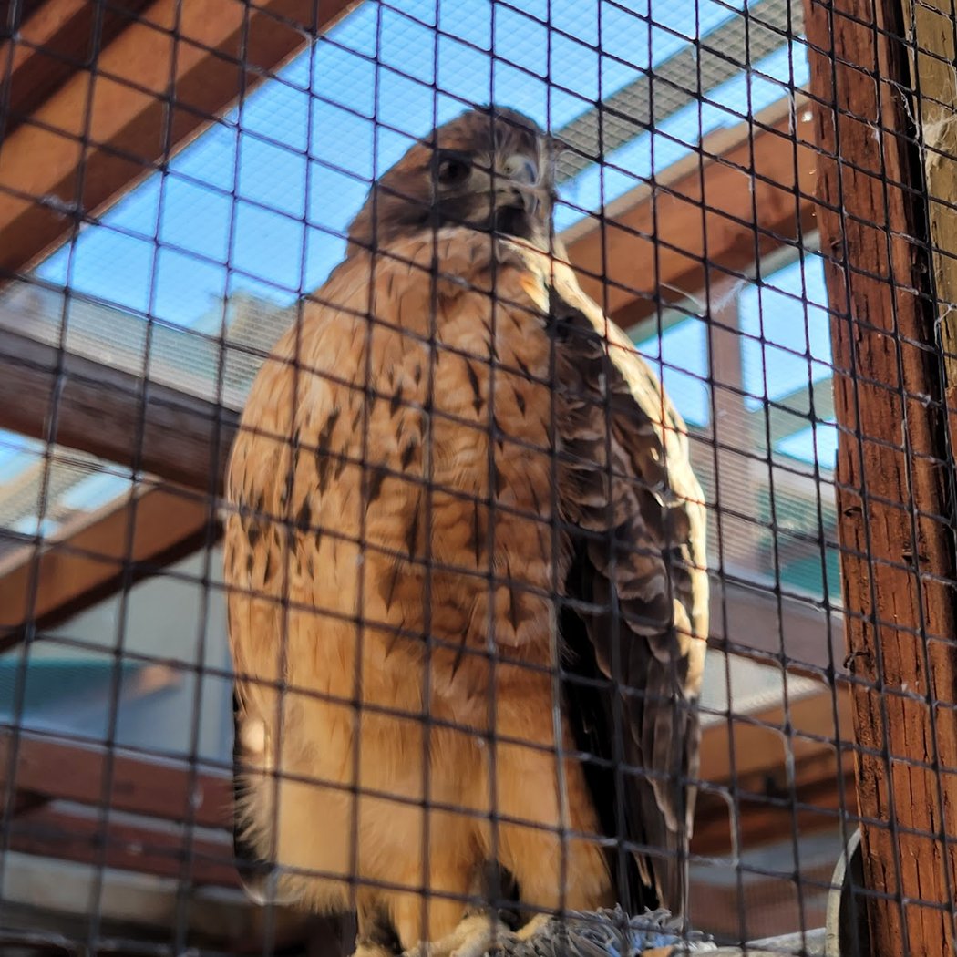 Drop-in: WildCare’s Ambassador Zone 2