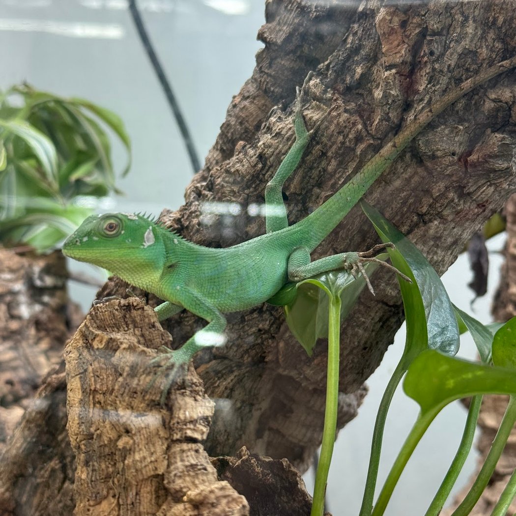 The Gecko Gallery NYC