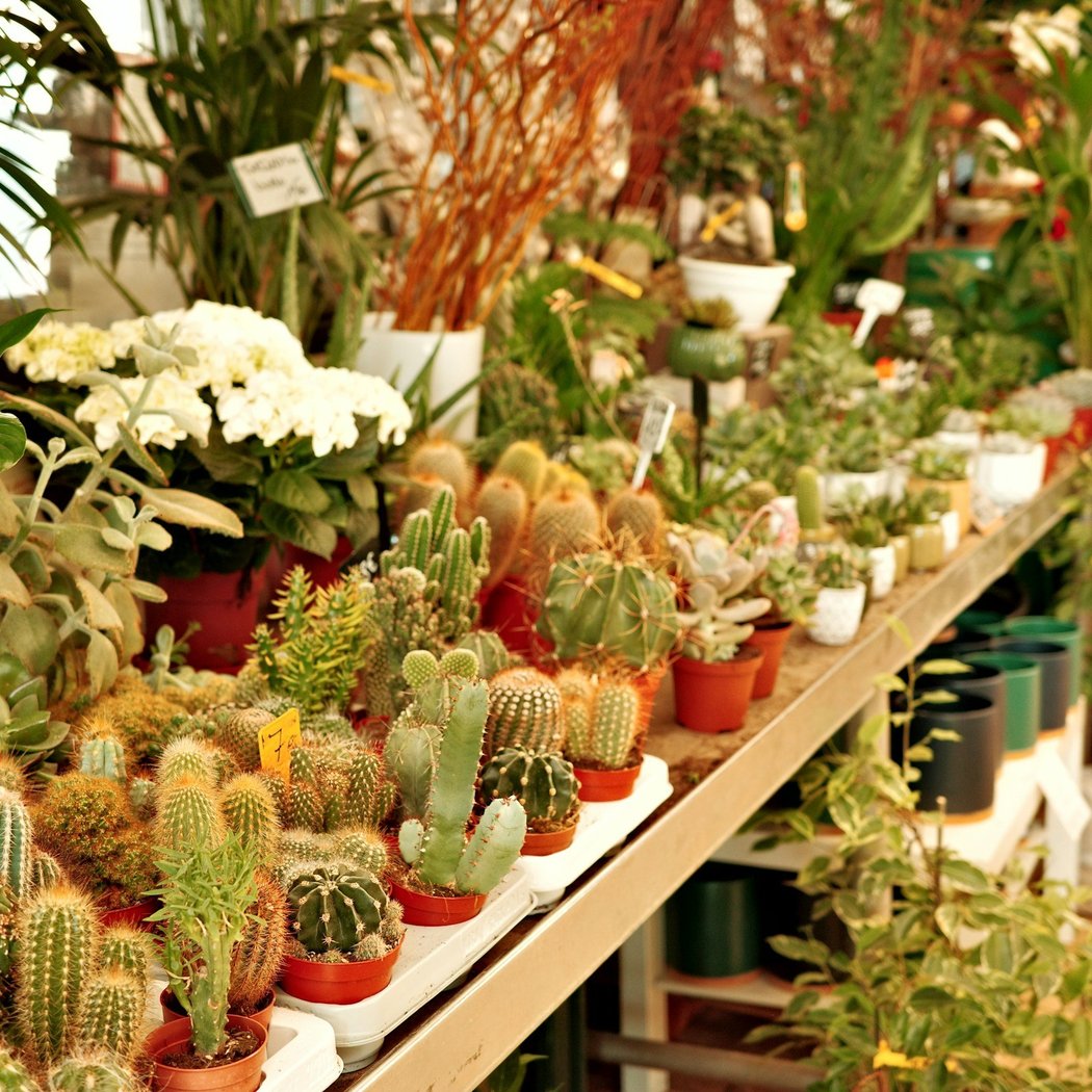 MCP Succulent Open House & Sale