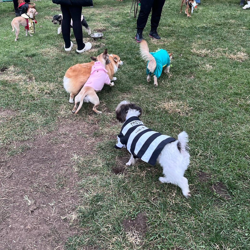 Newhall Dog Park 3