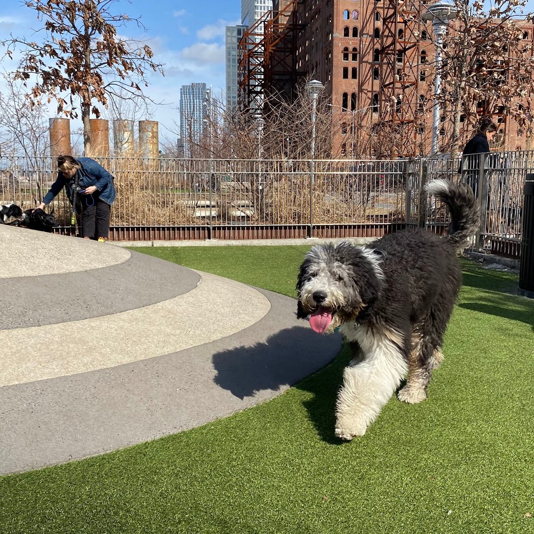 Domino Park Dog Run 3