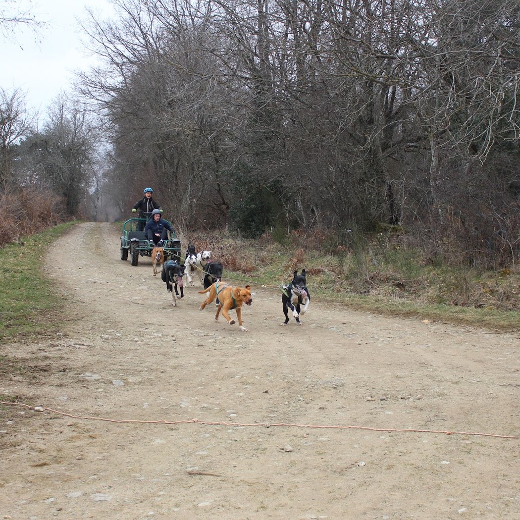 Enola Sled Dogs 2