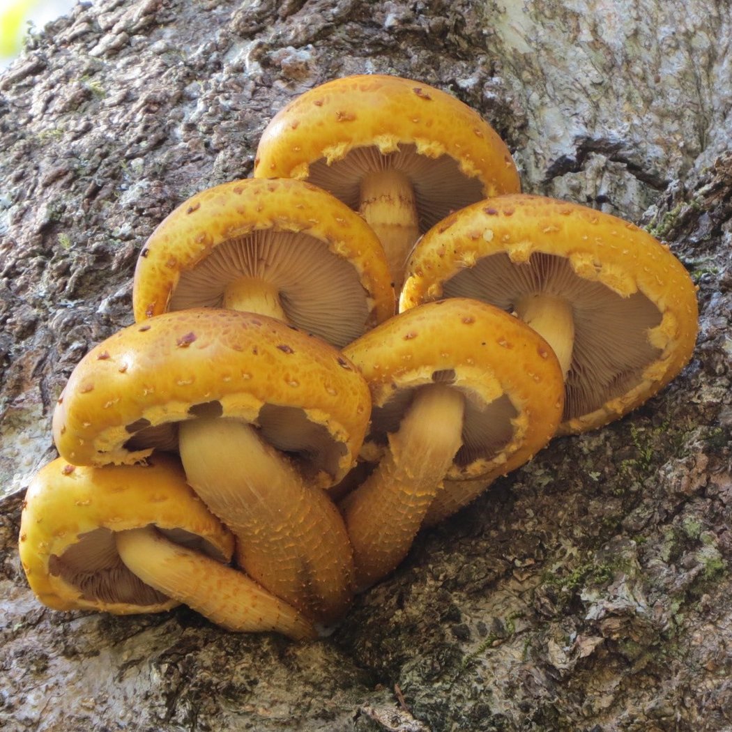 Fun with Fungus Workshop 1