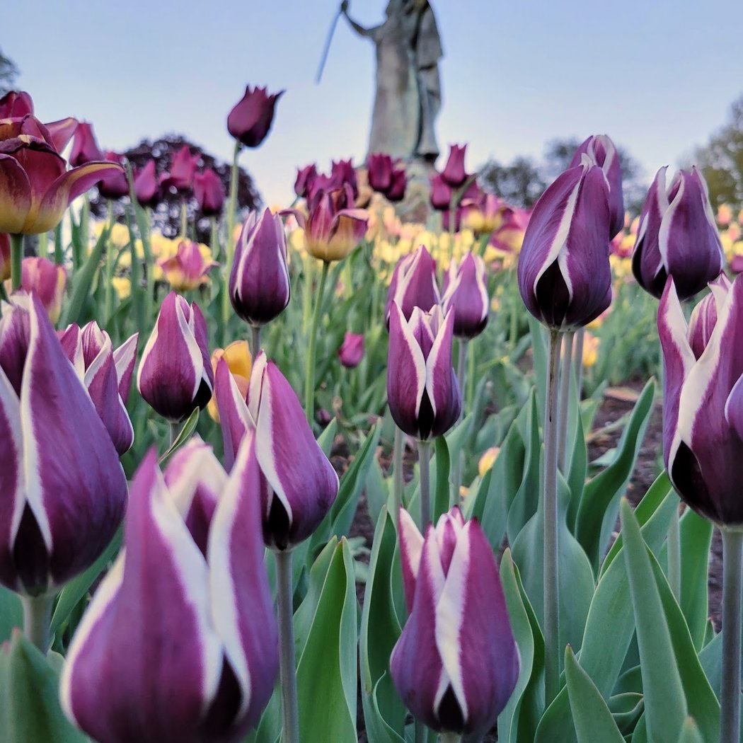 Albany Tulip Festival 1