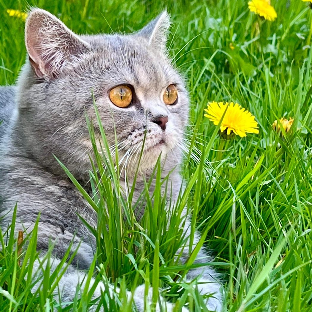 Chatterie de la Reine 3