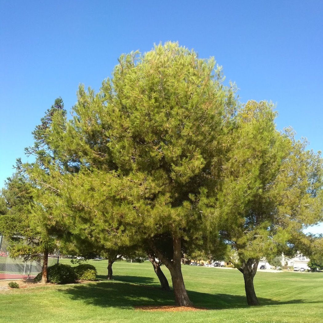 Frank Fisher Park 2